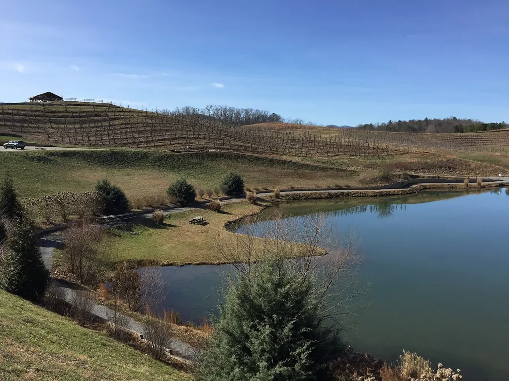 Mercier Orchards rows and pond in the hills